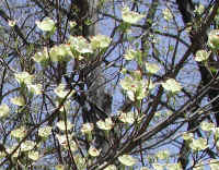 Flowering Dogwood (Cornus florida) - 40a