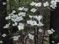 Flowering Dogwood (Cornus florida) - 43