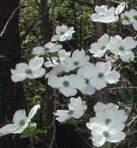 Flowering Dogwood (Cornus florida) - 43a