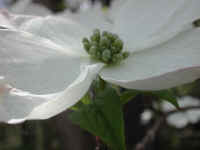 Flowering Dogwood (Cornus florida) - 45