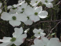 Flowering Dogwood (Cornus florida) - 46
