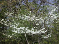 Flowering Dogwood (Cornus florida) - 48