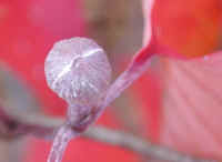 Flowering Dogwood (Cornus florida) - 50a