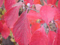 Flowering Dogwood (Cornus florida) - 51