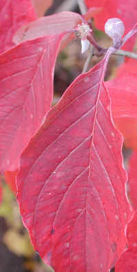 Flowering Dogwood (Cornus florida) - 51a