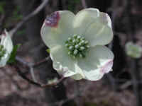 Flowering Dogwood (Cornus florida) - 53