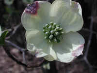 Flowering Dogwood (Cornus florida) - 54