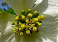 Flowering Dogwood (Cornus florida) - 56
