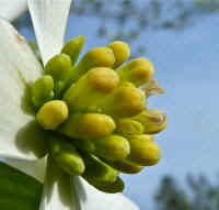 Flowering Dogwood (Cornus florida) - 57