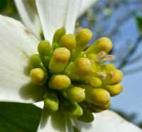 Flowering Dogwood (Cornus florida) - 58
