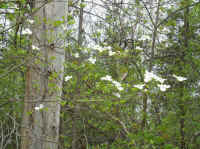 Flowering Dogwood (Cornus florida) - 62