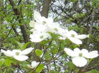 Flowering Dogwood (Cornus florida) - 62a