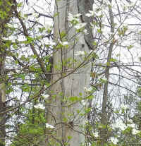 Flowering Dogwood (Cornus florida) - 63