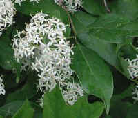 Gray Dogwood (Cornus racemosa Lam.)