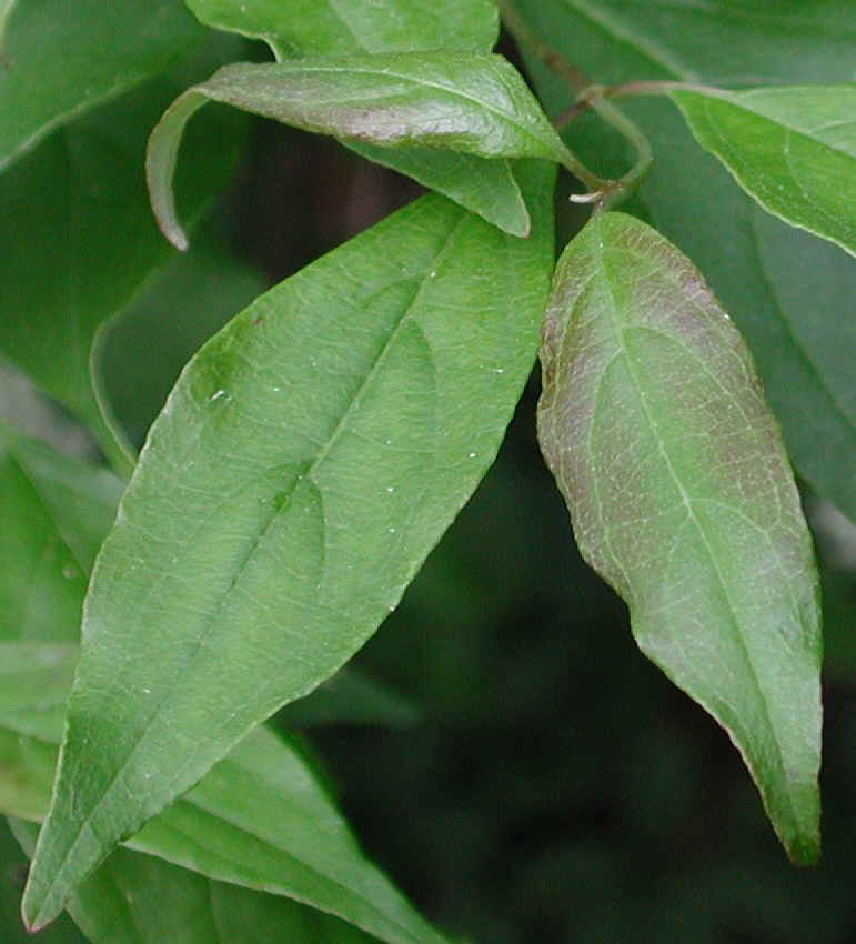 Gray Dogwood (Cornus racemosa Lam.) - 05a