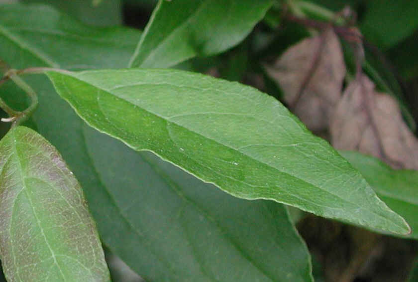 Gray Dogwood (Cornus racemosa Lam.) - 05b