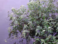 Gray Dogwood (Cornus racemosa Lam.) - 08
