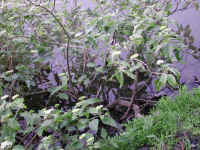 Gray Dogwood (Cornus racemosa Lam.) - 09