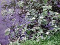 Gray Dogwood (Cornus racemosa Lam.) - 10