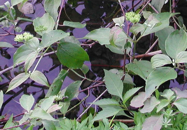 Gray Dogwood (Cornus racemosa Lam.) - 10a