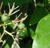 Gray Dogwood (Cornus racemosa Lam.) - 11a