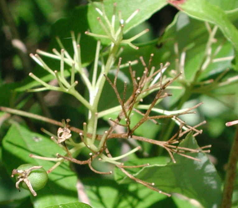 Gray Dogwood (Cornus racemosa Lam.) - 11b
