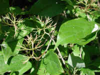 Gray Dogwood (Cornus racemosa Lam.) - 12
