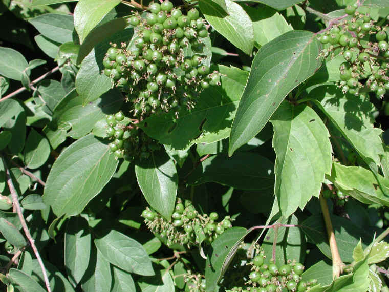 Gray Dogwood (Cornus racemosa Lam.) - 15