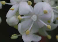 Elderberry, American, Black, or Common (Sambucus canadensis L.) - 18a