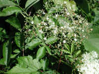 Elderberry, American, Black, or Common (Sambucus canadensis L.) - 22