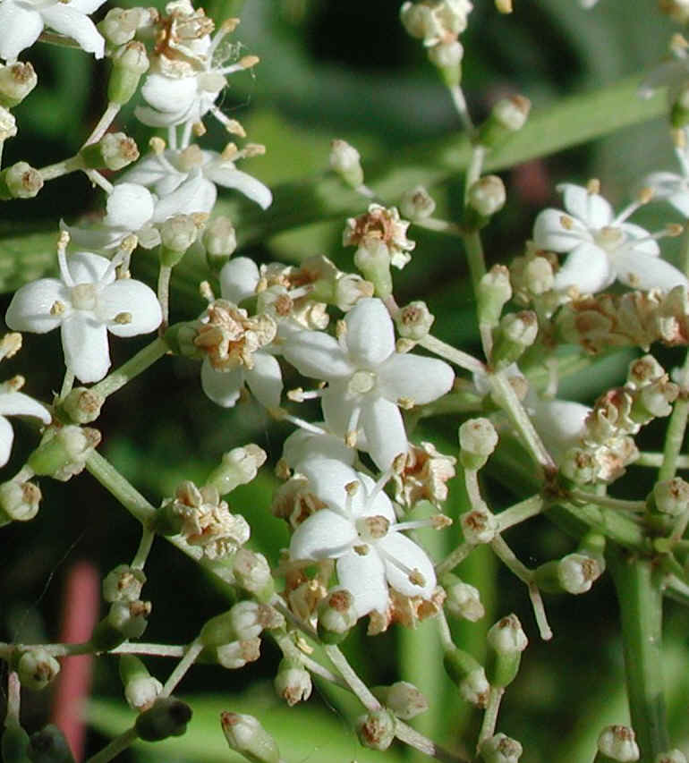 Elderberry, American, Black, or Common (Sambucus canadensis L.) - 23a
