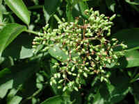 Elderberry, American, Black, or Common (Sambucus canadensis L.) - 25