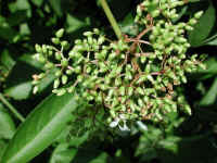Elderberry, American, Black, or Common (Sambucus canadensis L.) - 26