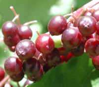 Elderberry, American, Black, or Common (Sambucus canadensis L.) - 31a