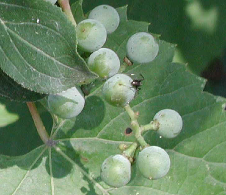 Grapes, Wild (Vitis spp) - 01a