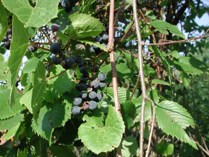 Grapes, Wild (Vitis spp) - 02
