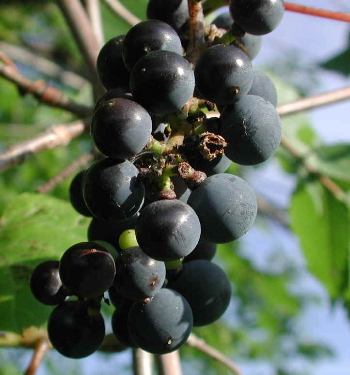 Grapes, Wild (Vitis spp) - 05