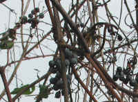 Wild Grapes (Vitis spp) - 09