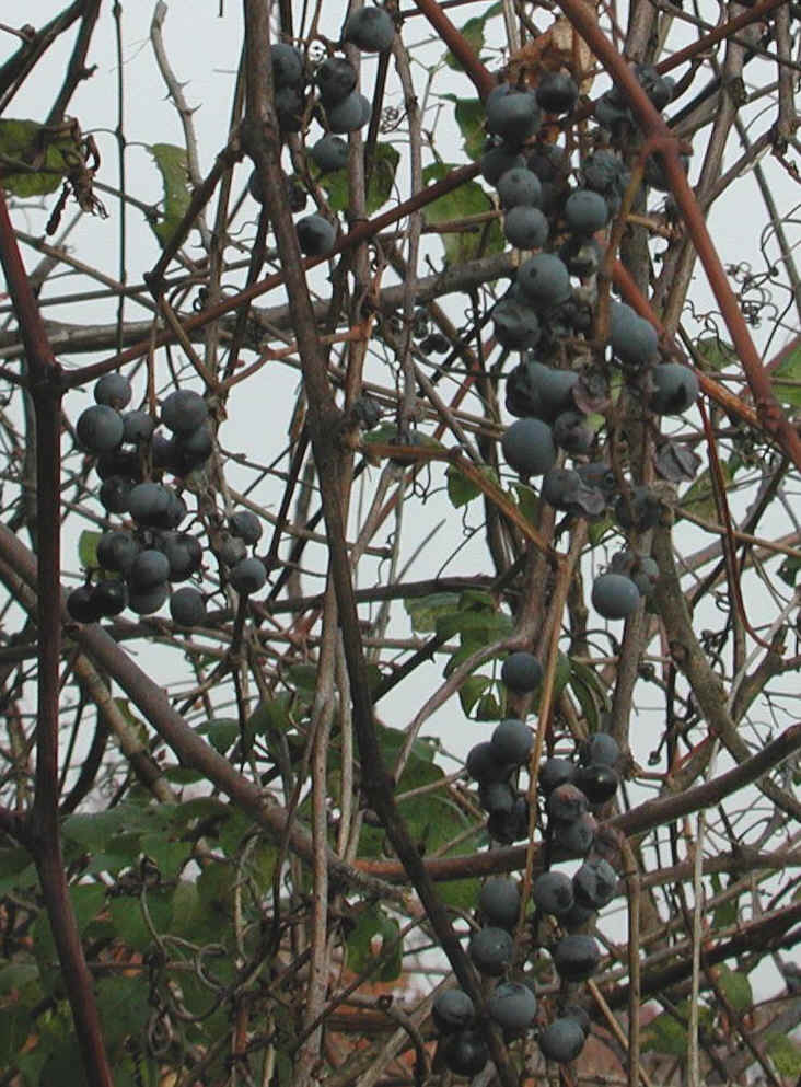 Grapes, Wild (Vitis spp) - 09a