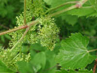 Wild Grapes (Vitis spp) - 25