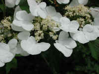 Hobblebush (Viburnum lantanoides or Viburnum alnifilium) - 02