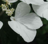 Hobblebush (Viburnum lantanoides or Viburnum alnifilium) - 02a