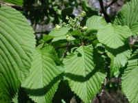 Hobblebush (Viburnum lantanoides or Viburnum alnifilium) - 07