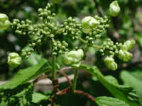 Hobblebush (Viburnum lantanoides or Viburnum alnifilium) - 08