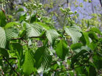 Hobblebush (Viburnum lantanoides or Viburnum alnifilium) - 09