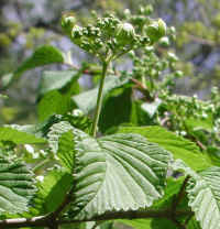 Hobblebush (Viburnum lantanoides or Viburnum alnifilium) - 09a