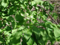 Hobblebush (Viburnum lantanoides or Viburnum alnifilium) - 12