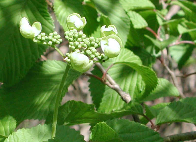 Hobblebush (Viburnum lantanoides or Viburnum alnifilium) - 12a