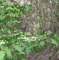 Hobblebush (Viburnum lantanoides or Viburnum alnifilium) - 13a