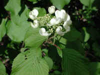 Hobblebush (Viburnum lantanoides or Viburnum alnifilium) - 15
